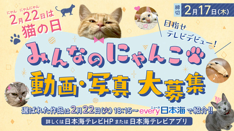 2月22日は猫の日 ネコ動画 写真募集中 日本海テレビ
